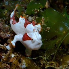 frogfish 2