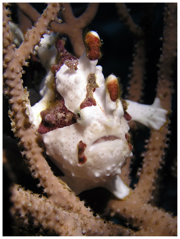 Frogfish