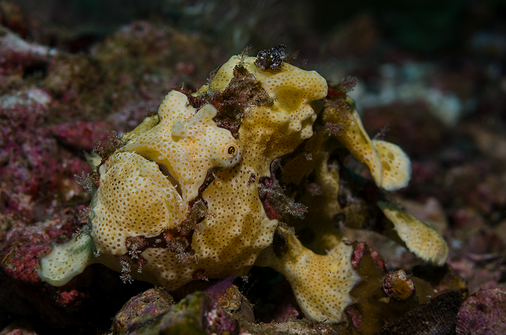 Frogfish