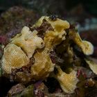 Frogfish