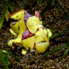 frogfish 3