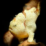 frogfish