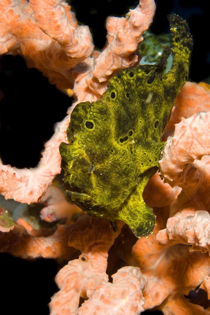 frogfish 4