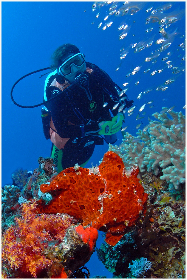 Frogfish