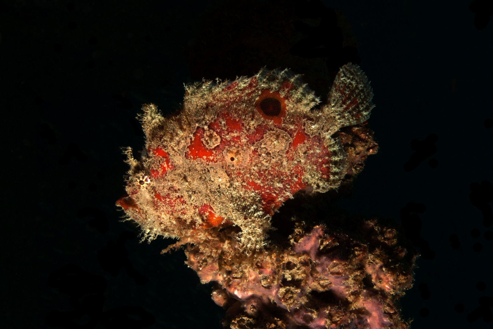 Frogfish