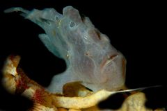 frogfish