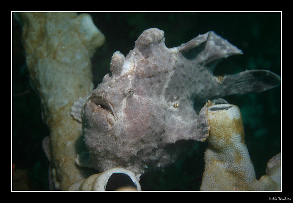 Frogfish