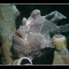 Frogfish