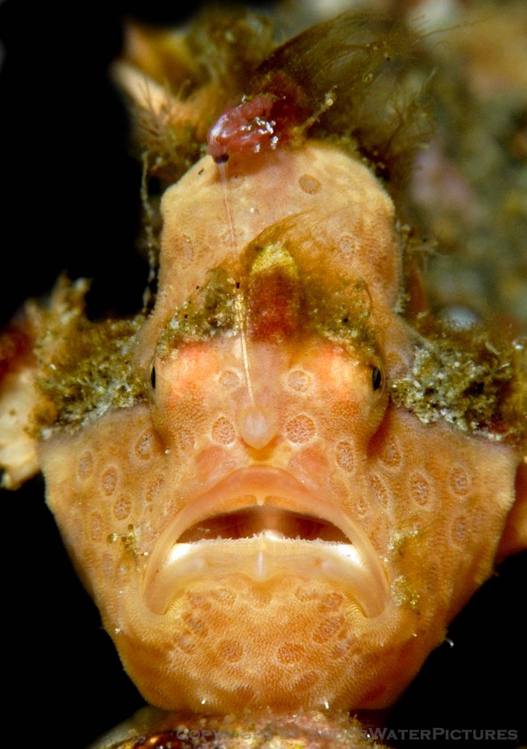 frogfish