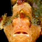 frogfish