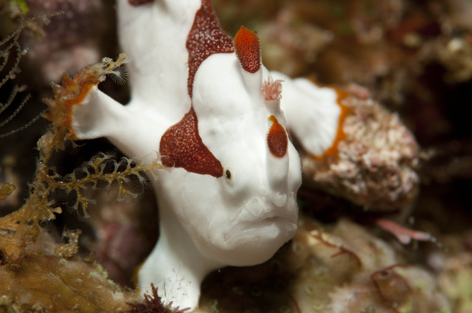 Frogfish / Anglerfisch Unterwasser