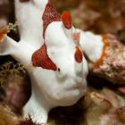 Frogfish / Anglerfisch Unterwasser