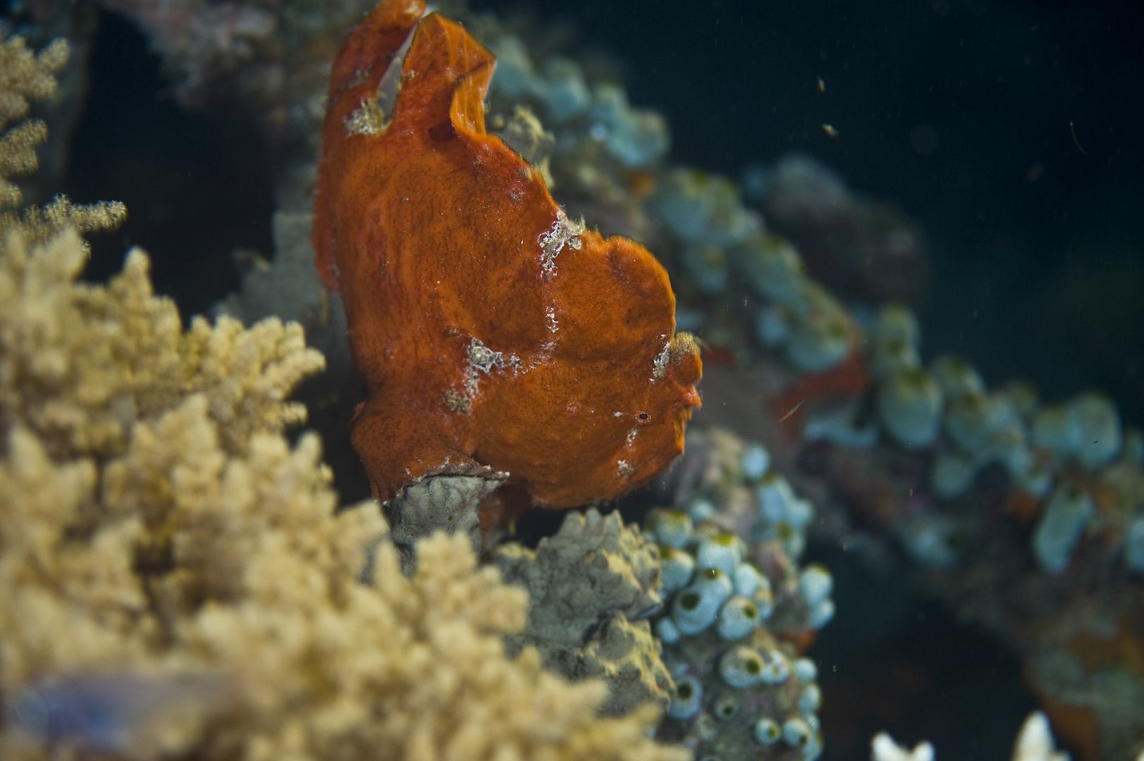 Frogfish