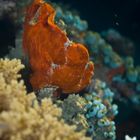 Frogfish