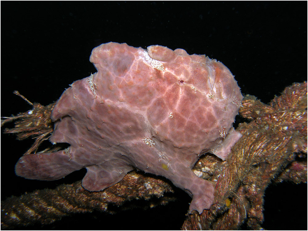 Frogfish