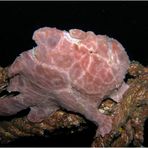 Frogfish