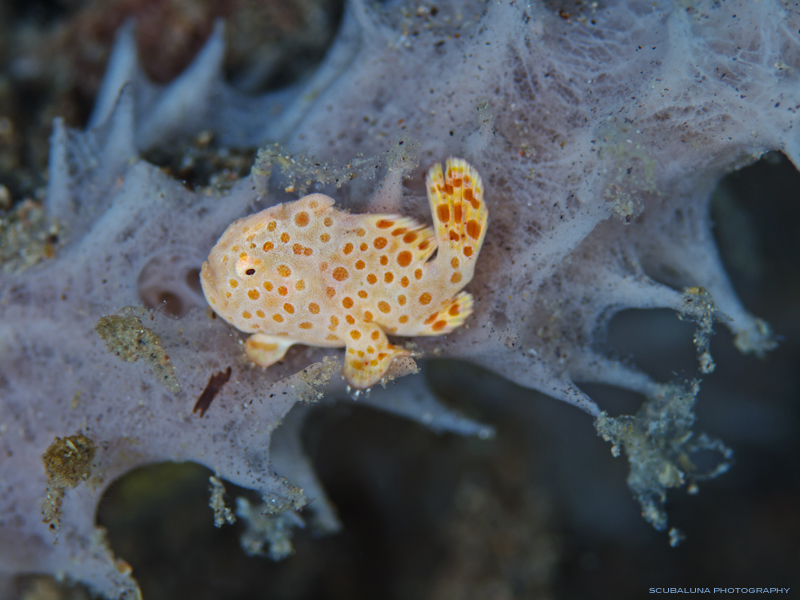 frogfish baby