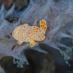 frogfish baby