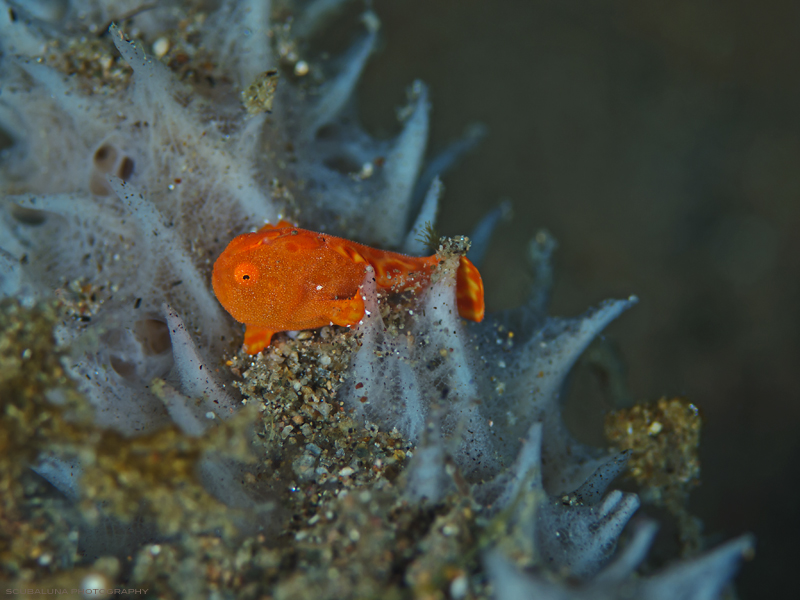 frogfish baby