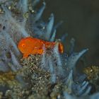 frogfish baby