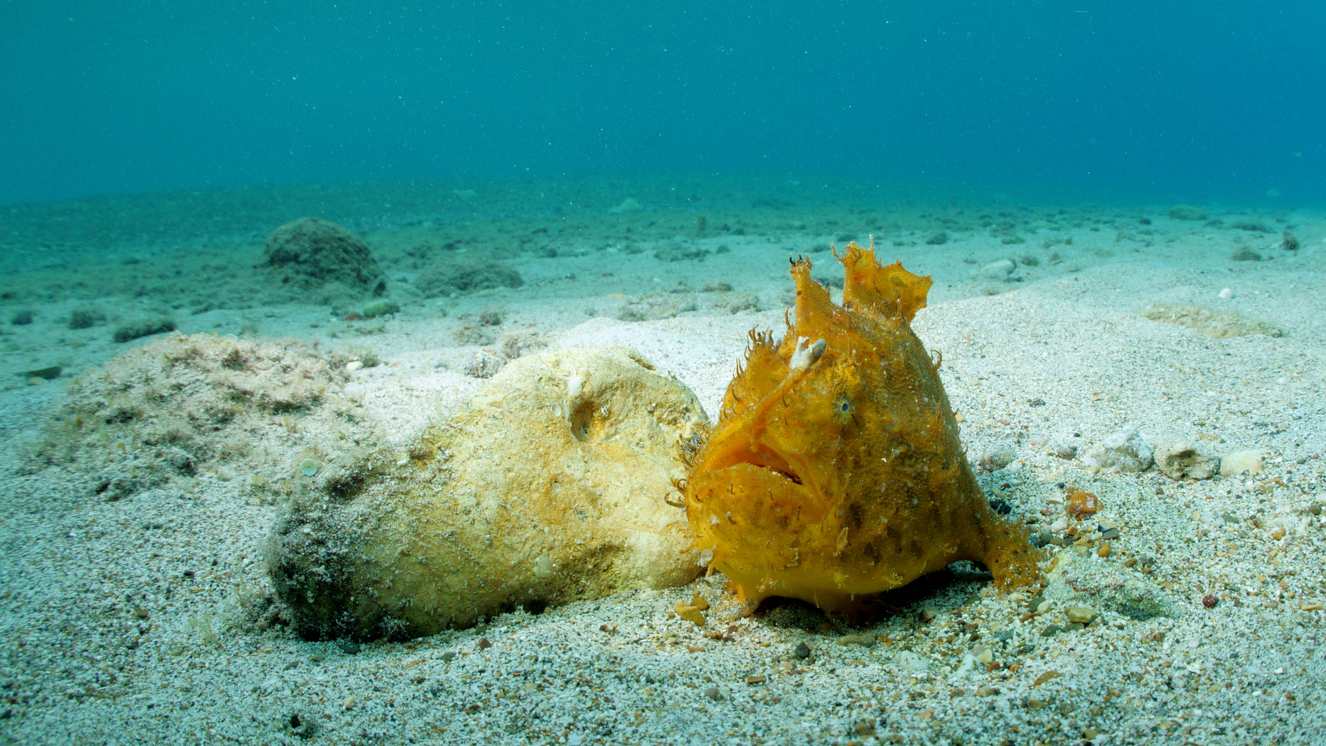 Frogfish