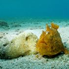 Frogfish