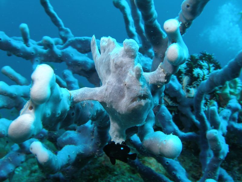 Frogfish