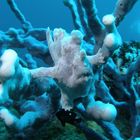 Frogfish