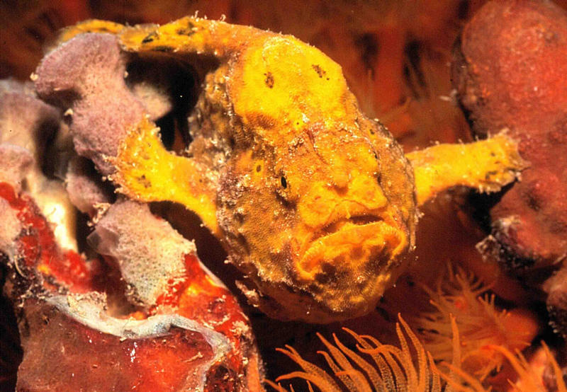 FROGFISH [Cliffhanger]