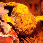 FROGFISH [Cliffhanger]