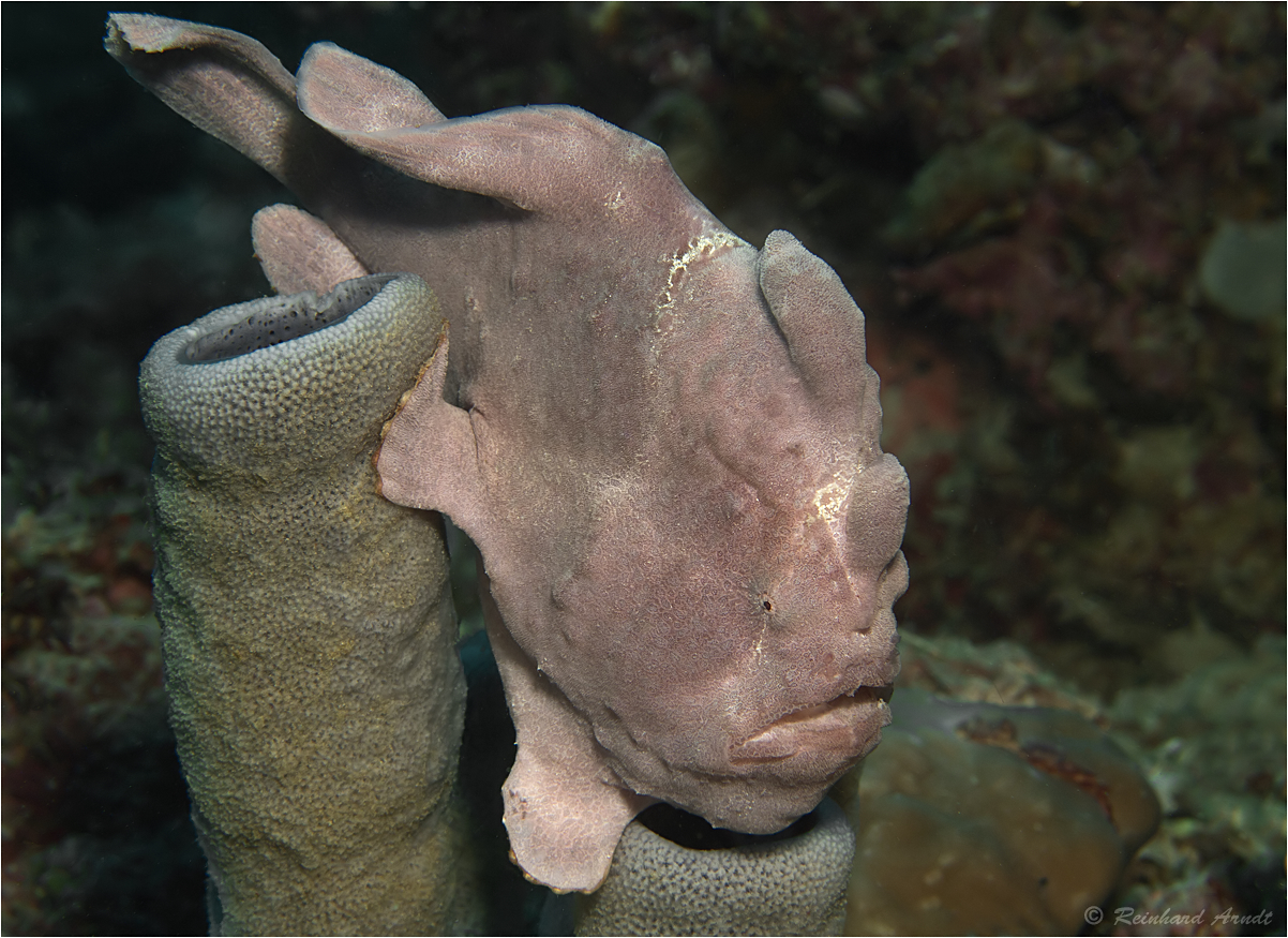 Frogfish