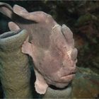 Frogfish