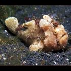 Frogfish