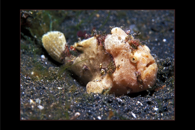 Frogfish