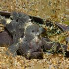 frogfish