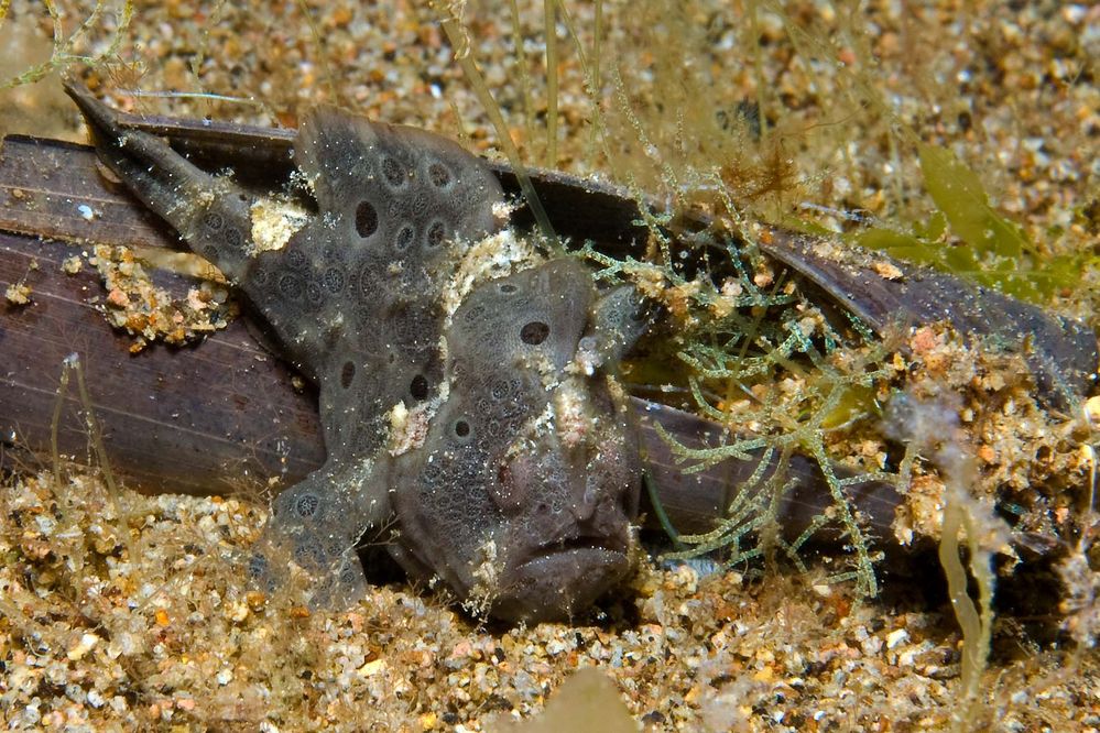 frogfish