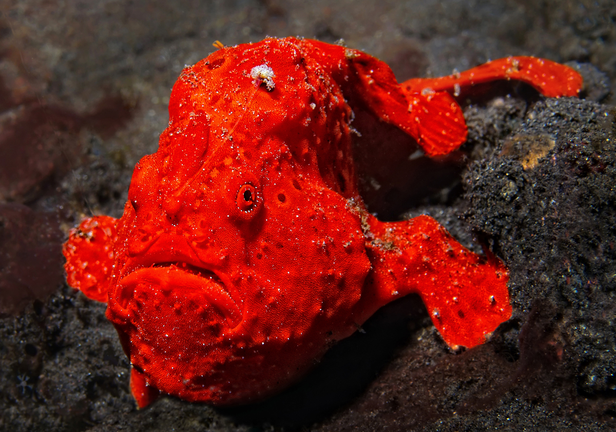 Frogfish