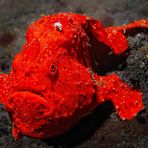 Frogfish