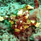 Frogfish