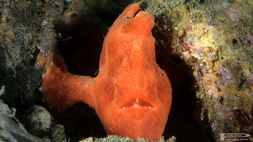 Frogfish