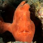 Frogfish