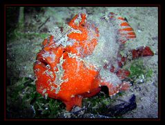 Frogfish I