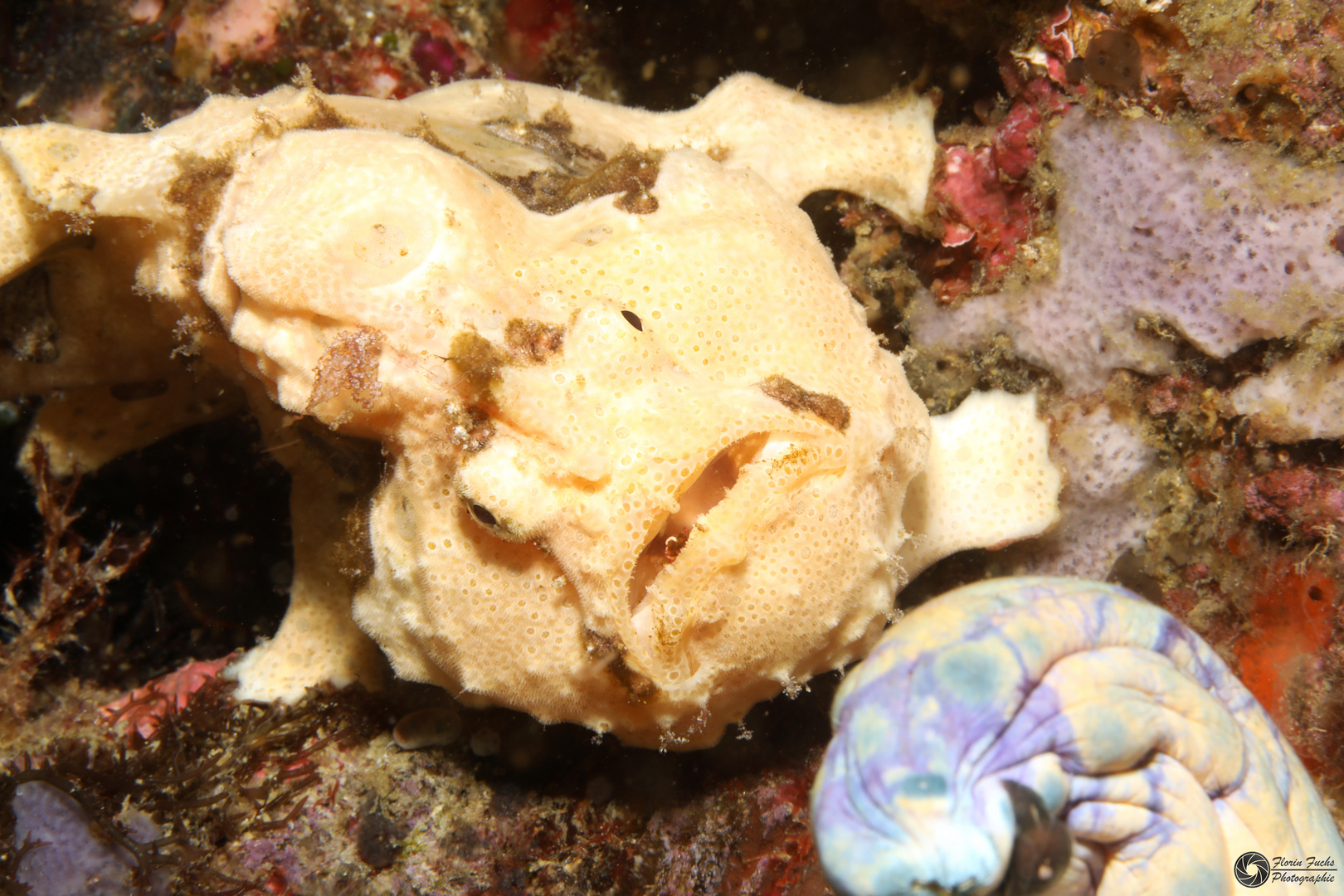 Frogfish II