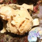 Frogfish II