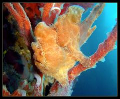 Frogfish II