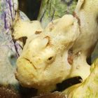 Frogfish III