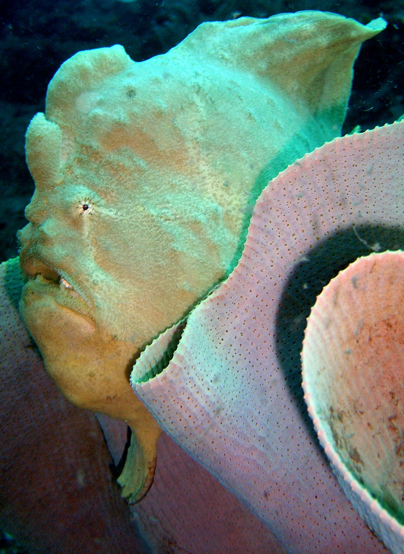 Frogfish im Schwamm