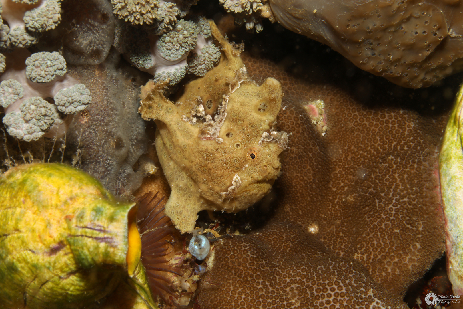 Frogfish IV