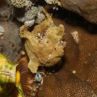 Frogfish IV