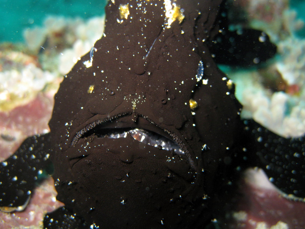 Frogfish wartet auf Beute